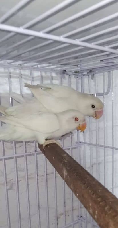 Albino Red Eye , Albino black eye and Creamino Birds Pathay 0