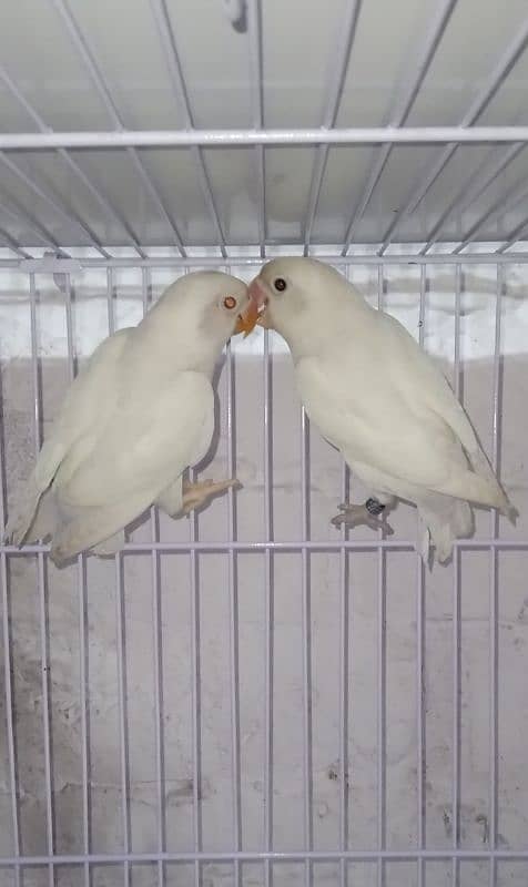 Albino Red Eye , Albino black eye and Creamino Birds Pathay 1