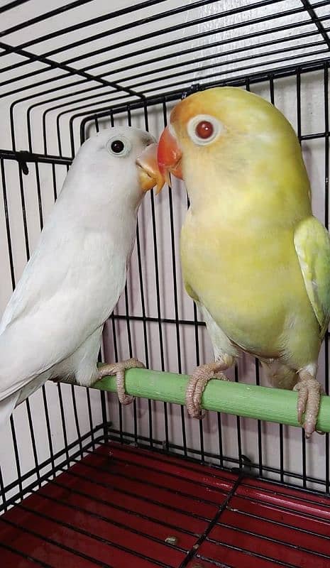 Albino Red Eye , Albino black eye and Creamino Birds Pathay 3