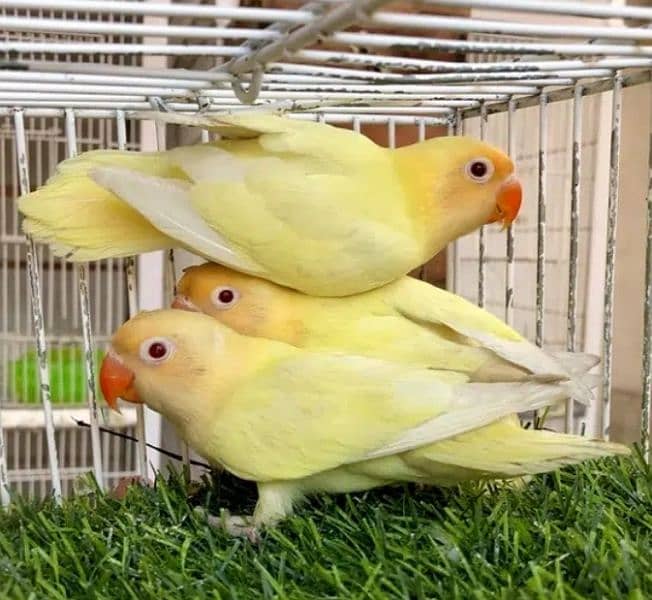 Albino Red Eye , Albino black eye and Creamino Birds Pathay 4