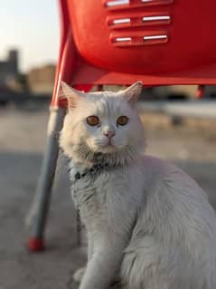 Persian cat male