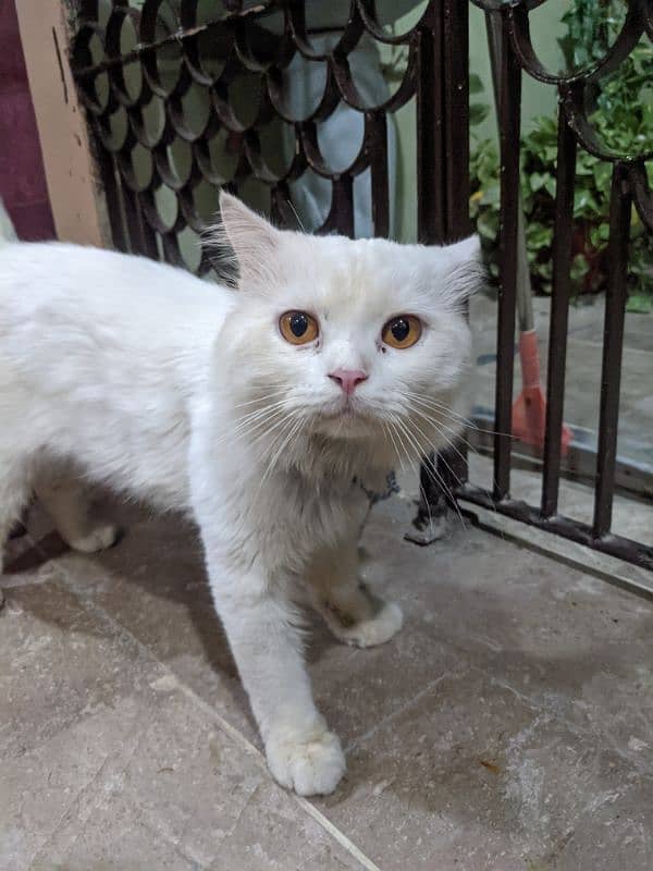 Persian cat male 1