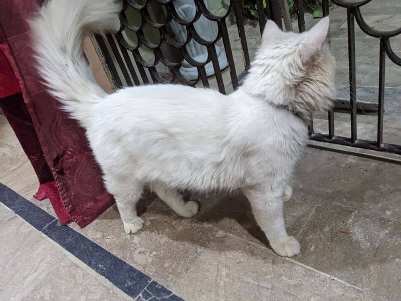 Persian cat male 2