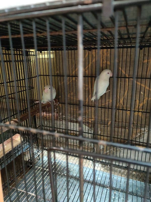 Albino red eye in to albino split ino with DNA breedr pair age 2 years 6