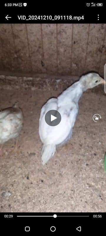 Heera / Hera Chicks, Young & Breeder 4