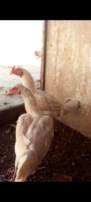 Heera / Hera Chicks, Young & Breeder 5