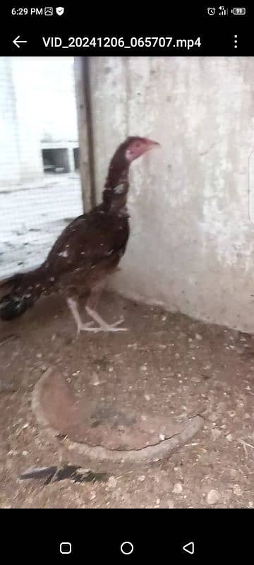 Heera / Hera Chicks, Young & Breeder 6