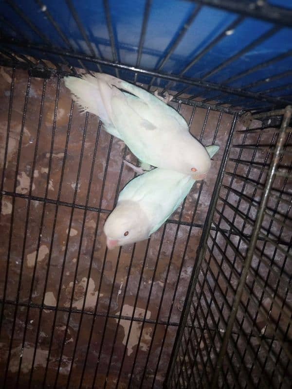 (albino Red eye)into(albino/red-eye ) pair top quality 1