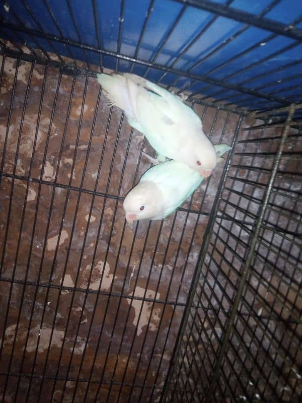 (albino Red eye)into(albino/red-eye ) pair top quality 3