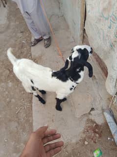 female goat for sell karachi