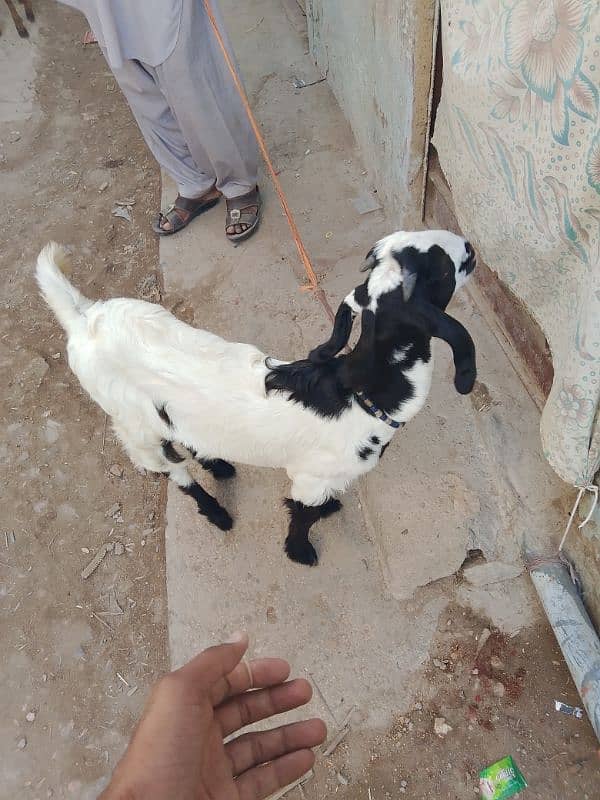 female goat for sell karachi 0