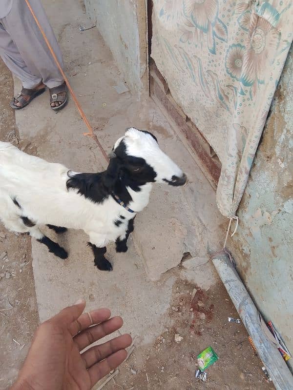 female goat for sell karachi 1