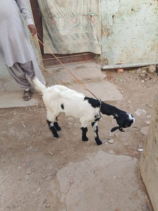 female goat for sell karachi 2