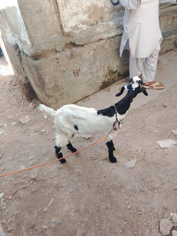 female goat for sell karachi 3