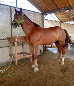 clydesdale