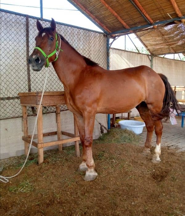 clydesdale horse for sale 0