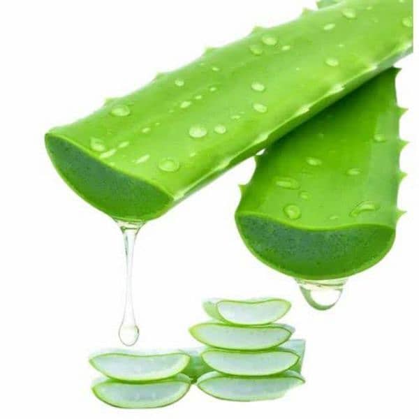 fresh Aloevera leaves with gel kg 1