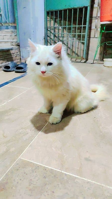 cat white 1