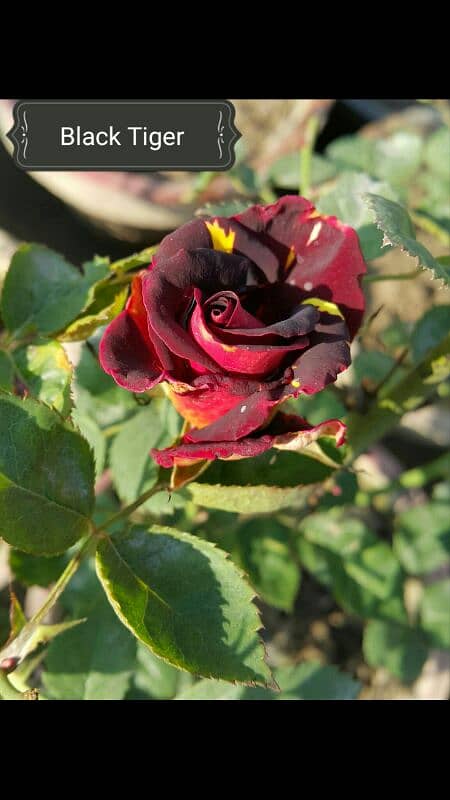 English Rose 1