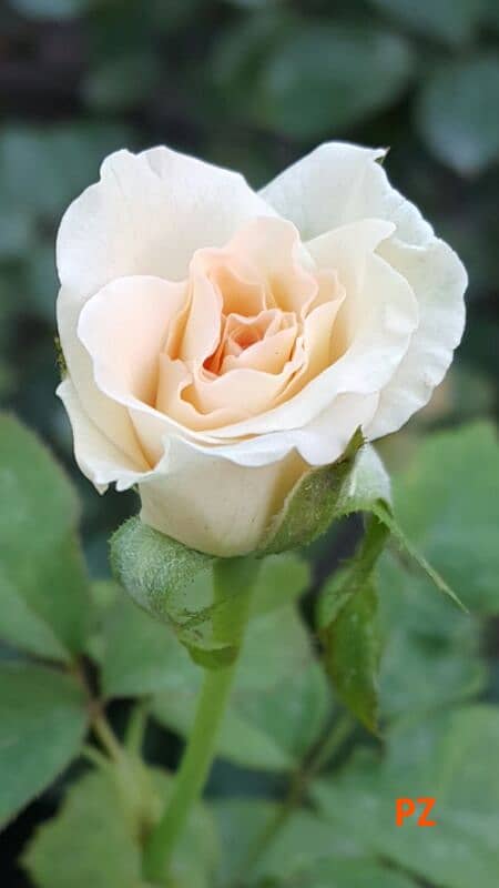 English Rose 6