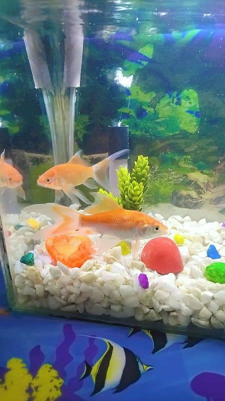 Small fish aquarium,two gold fishes,water pump and blue led light 9