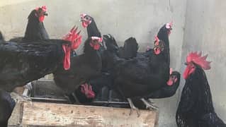 Australorp