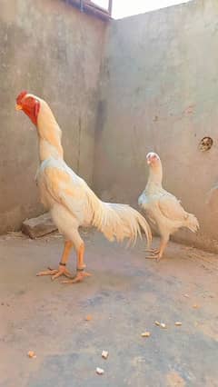 White Shamo chiks cross