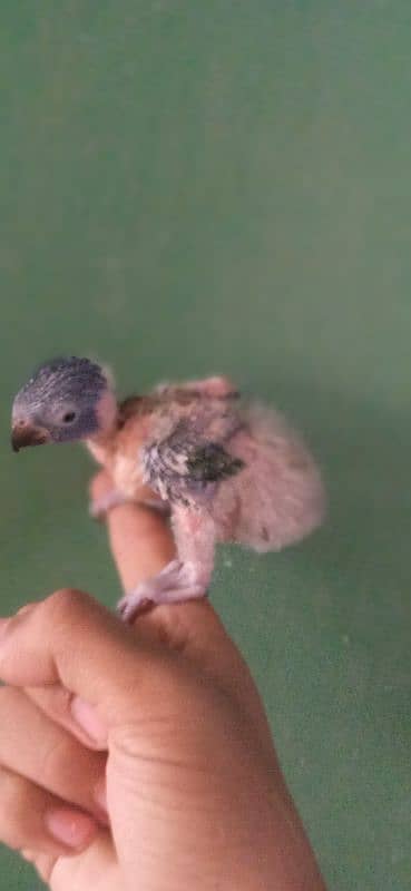 Lorry chick available 3