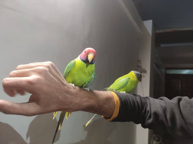 indian plum head parakeet 0