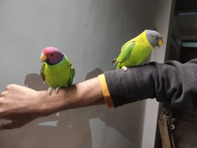 indian plum head parakeet 1