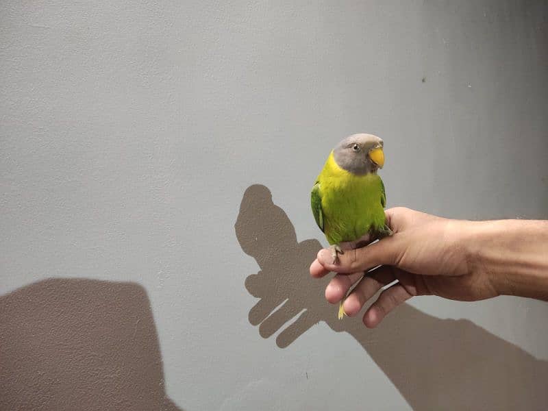 indian plum head parakeet 2