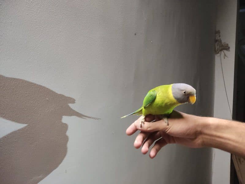 indian plum head parakeet 5