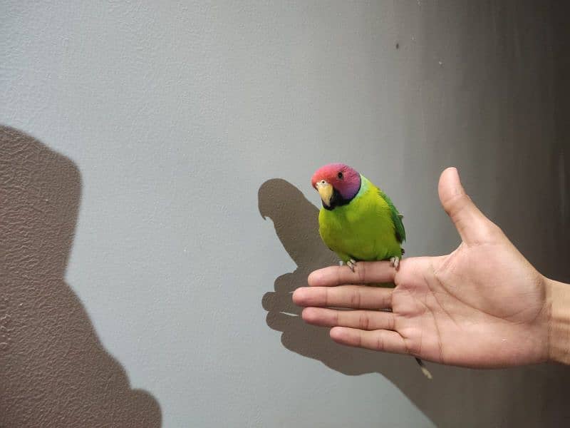 indian plum head parakeet 7