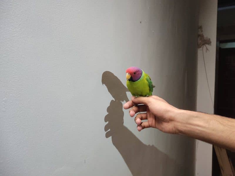 indian plum head parakeet 8