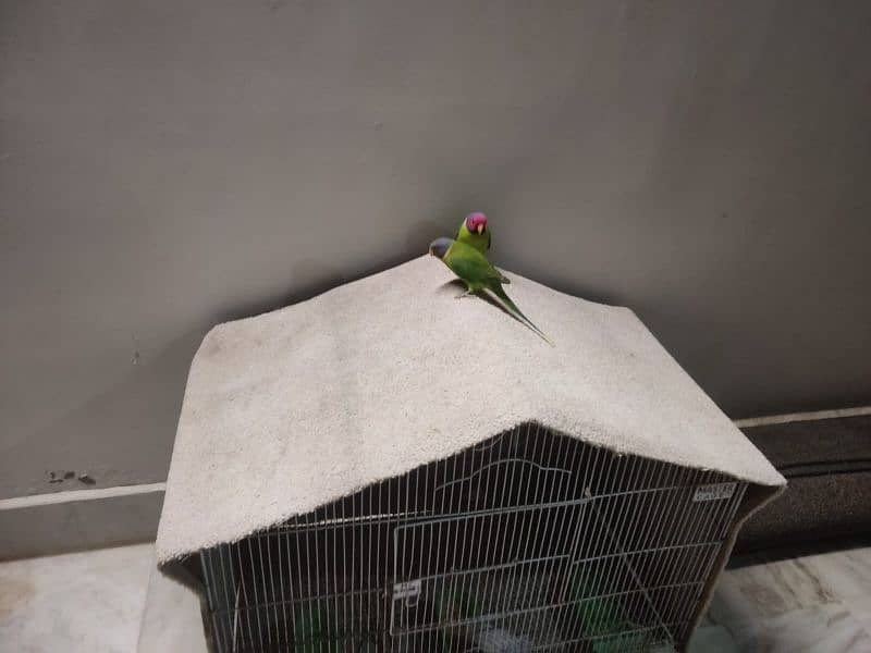 indian plum head parakeet 10