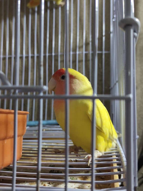 Love Birds Common latino breeder pair 0