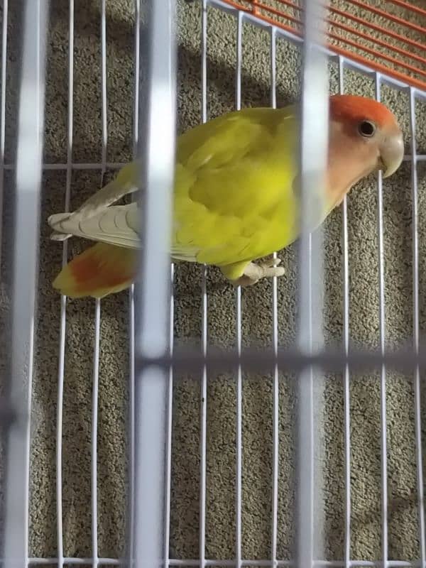 Love Birds Common latino breeder pair 1