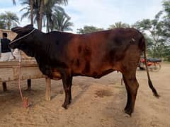 Cow for sale