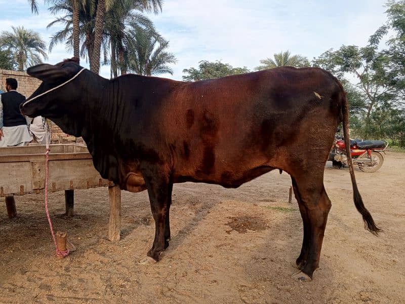 Cow for sale 0