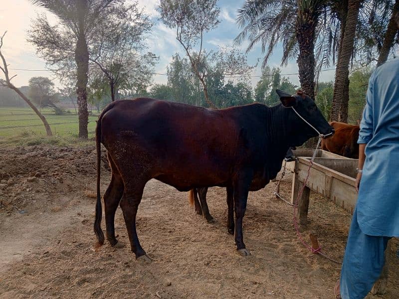 Cow for sale 2