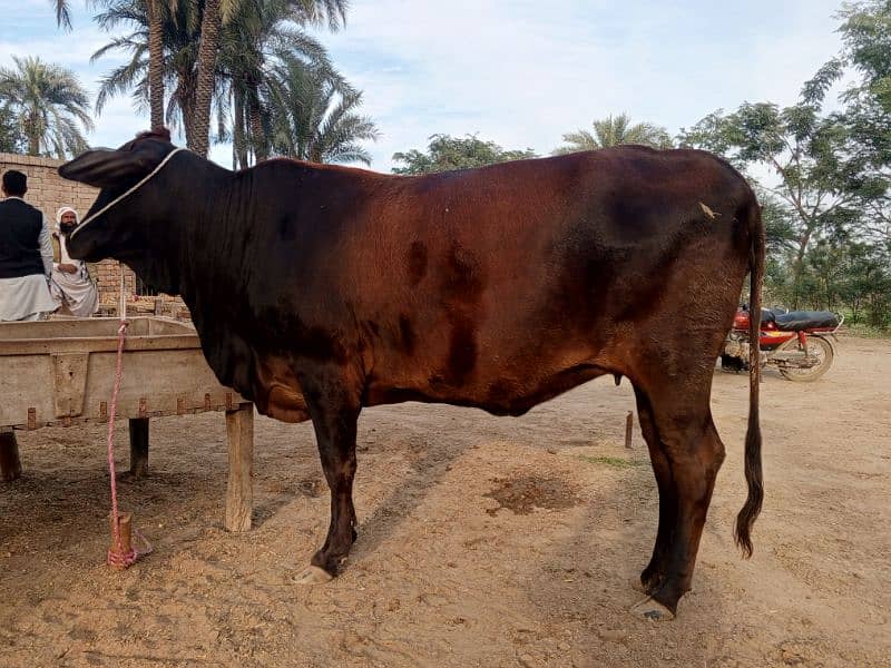 Cow for sale 3