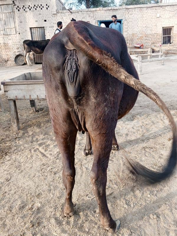 Cow for sale 5