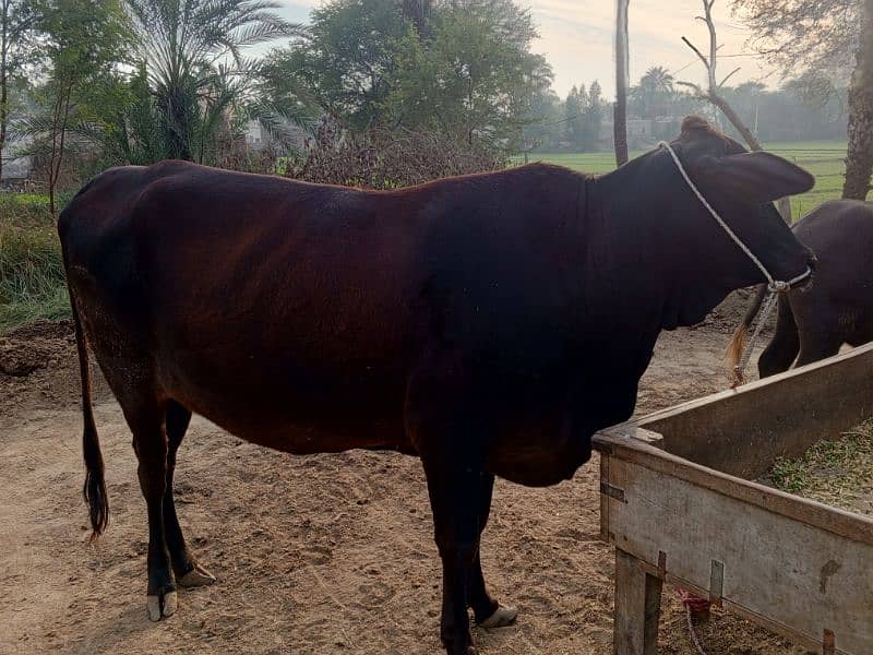 Cow for sale 6