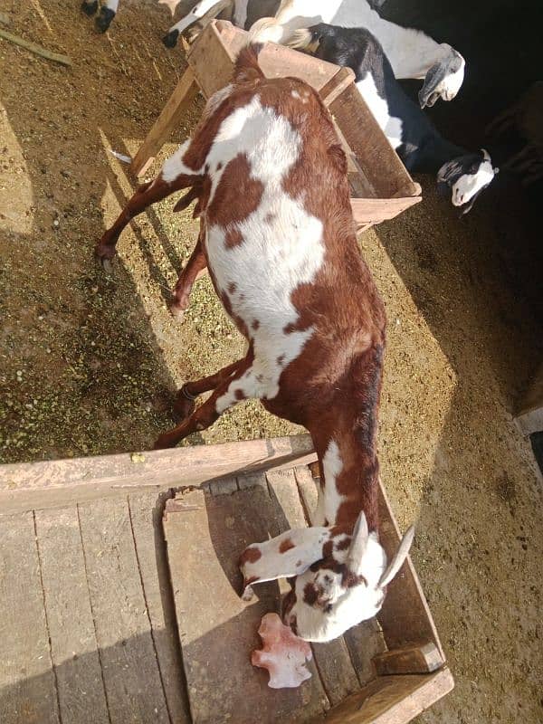 Female goat for sale in lahore 0