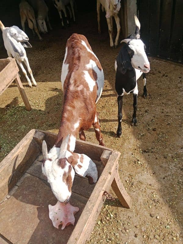 Female goat for sale in lahore 1