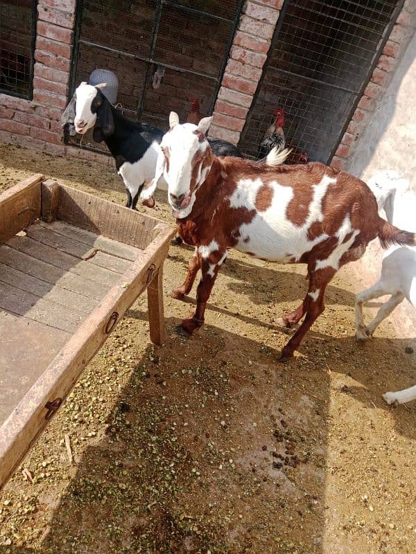 Female goat for sale in lahore 2