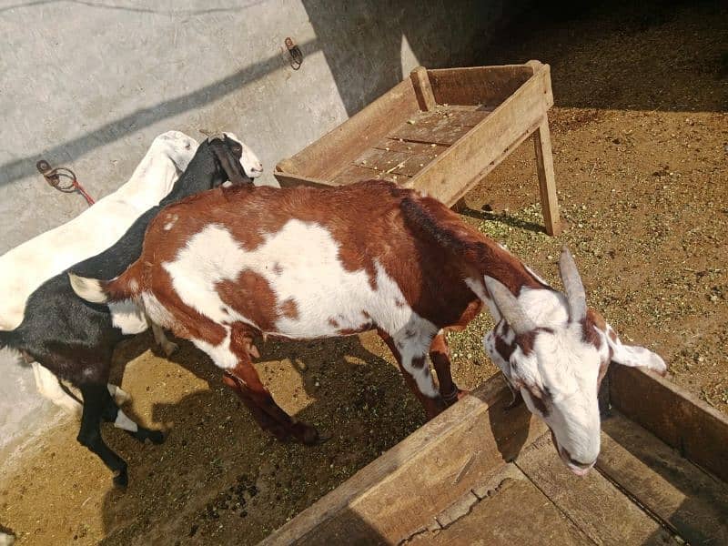 Female goat for sale in lahore 3