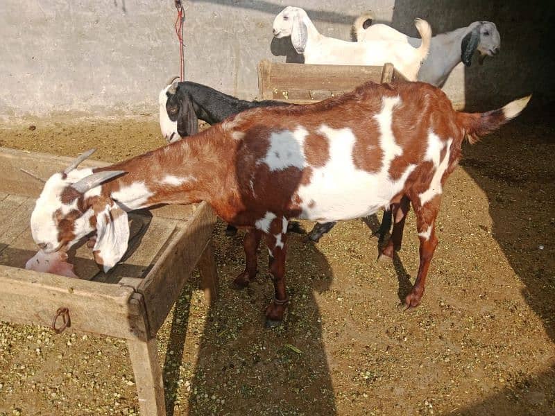 Female goat for sale in lahore 4