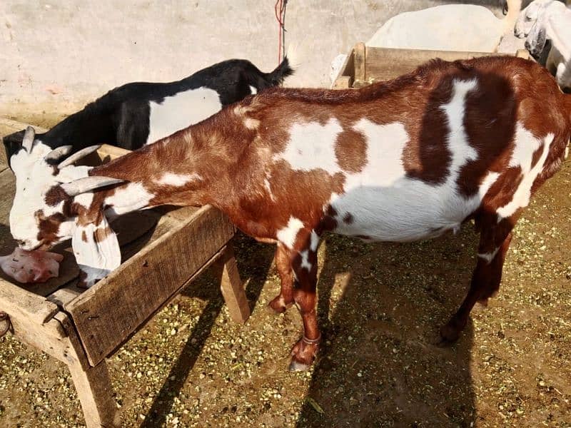 Female goat for sale in lahore 5