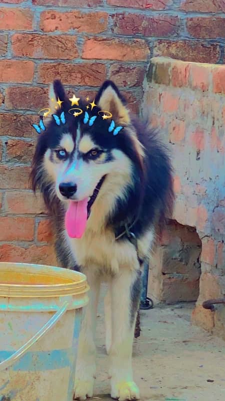 Pedigree  Husky Male For Sale 0